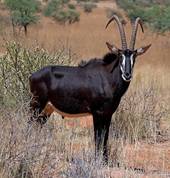 Unathi Horseback Trails Brits City Game Reserves 4_small