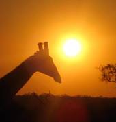 Wildlife Safaris