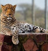 LEOPARD, COSMO