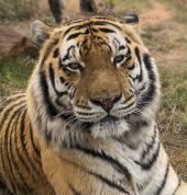 TIGER, FUSHAN