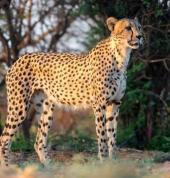 CHEETAH