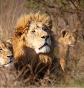 Game Drives