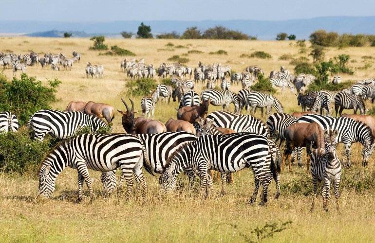 Serengeti Park Safaris - National Parks for Kids - ActiveActivities