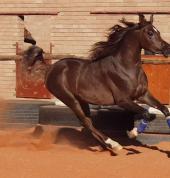 Karana Signature Horses Upington City Horse Riding Classes & Lessons 3_small