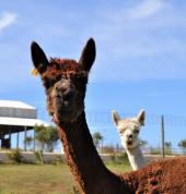 Farm Animals