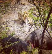 Private Kruger Park Safaris Hazyview Game Reserves 1_small