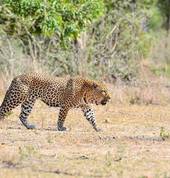 Leopard on safari
