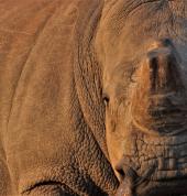 We can save the species together!