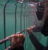 Apex Shark Expeditions Cape Town Simons Town Marine Parks 1_small