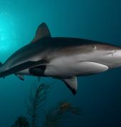 Bronze Whaler Shark