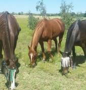 Happy horses in the paddock