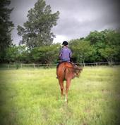 Hollywell Stables Ruimsig Horse Riding Classes & Lessons 1_small