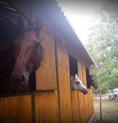In the stables