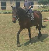 Hollywell Stables Ruimsig Horse Riding Classes & Lessons 2_small