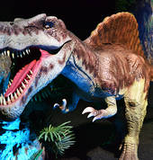 Amazing Africa Exhibitions t/a Expo Africa Eversdal Entertainment School Holiday Activities 3_small