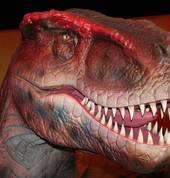 Amazing Africa Exhibitions t/a Expo Africa Eversdal Entertainment School Holiday Activities 5_small