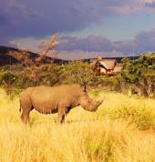 Restaurant with Rhino