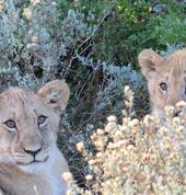Amakhala Game Reserve Walmer Tours 1_small