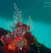 our Winter Dive in Simon's Twon