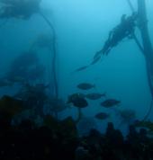 Dive & Adventure Gordon's Bay Gordon's Bay Scuba Diving Courses 1_small