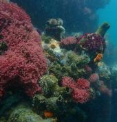 Dive & Adventure Gordon's Bay Gordon's Bay Scuba Diving Courses 2_small