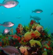 Dive & Adventure Gordon's Bay Gordon's Bay Scuba Diving Courses 5_small