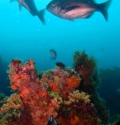 Dive & Adventure Gordon's Bay Gordon's Bay Scuba Diving Courses 6_small