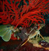 Dive & Adventure Gordon's Bay Gordon's Bay Scuba Diving Courses 10_small