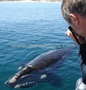 Whale Watching boat trips in Hermanus