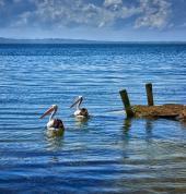 2 pelicans keep a friendly eye on the photographer