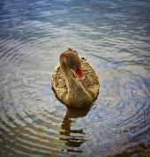 A friendly young swan in greeting.