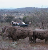 Game drive with the rhinos