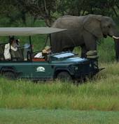 Game Drive Viewing