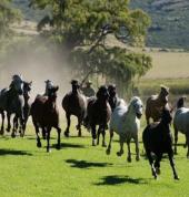 Moolmanshoek Wild Horse run