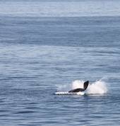 Whale watching