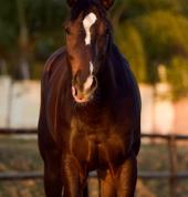 One World Equestrian Center Midrand City Horse Riding Classes & Lessons 2_small