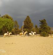 One World Equestrian Center Midrand City Horse Riding Classes & Lessons 3_small