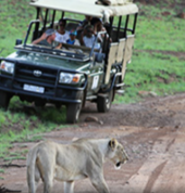 MoAfrika Tours - Pilanesberg Safari Day Tours Benoni City Tours 1_small
