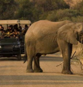 MoAfrika Tours - Pilanesberg Safari Day Tours Benoni City Tours 2_small