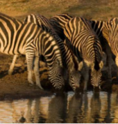 MoAfrika Tours - Pilanesberg Safari Day Tours Benoni City Tours 4_small